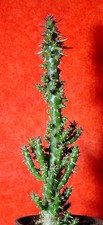 Cylindropuntia  subulata 22 cm groß Kaktus Zimmerpflanze