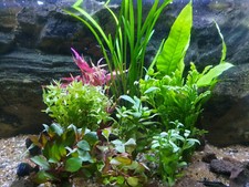 Aquarium Pflanzen Set 100l(10