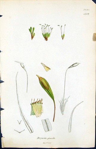 Antiker druck bryum - antiker,