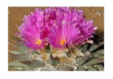 5x Ariocarpus retusus subsp