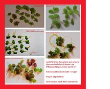 25 NANO Schwimmpflanzen Schwimmlebermoos XL-Linsen Schwimmfarn Wolfsmilch Azolla