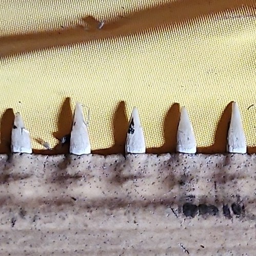 Hai fossil tierfossil mit - hai-fossil,