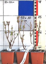 Viburnum farreri