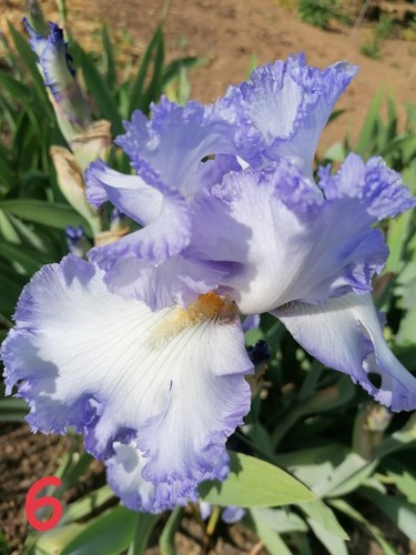 Schwertlilie iris rhizome - iris,