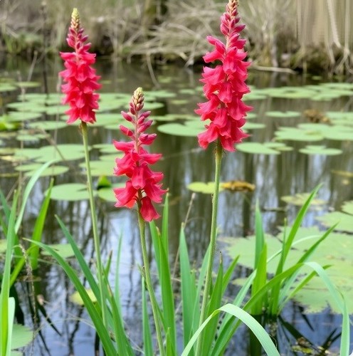 Zwiebeln rote sumpf gladiole - rote, sumpf-gladiole