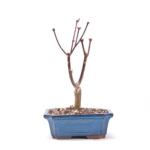 Bonsai fächer ahorn - bonsai, 'acer
