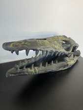 Dinosaurier Schädel Knochen