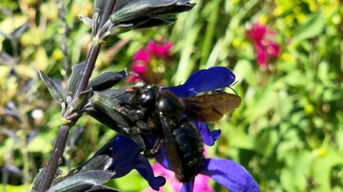 Indigolupine blaue - indigolupine,