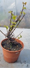Pre-Bonsai,  Birkenbaum