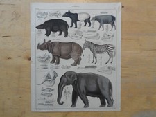 Orig.(1843,Oken's) Naturgeschichte "Schweine" Elefant Flusspferd Tapir (91)