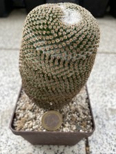 Kaktus Mammillaria crucigera