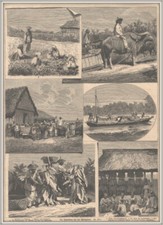 Tabak "Tabakanbau auf den