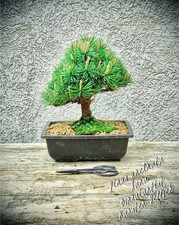 Pinus uncinata nana - uncinata, „nana“