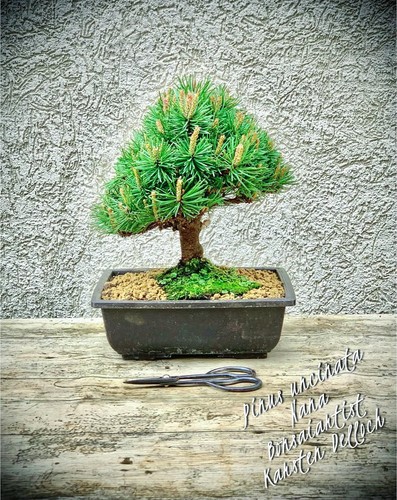 Pinus uncinata nana - uncinata, „nana“