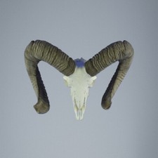 611MU Mufflon jagdtrophae, Wildschaf, Horn 77-74cm C.22cm DE 