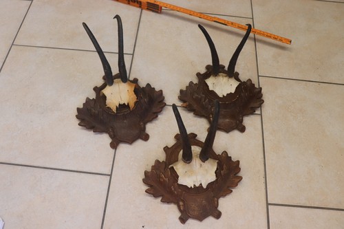 Gams gemse gamskrickerl - gemse,