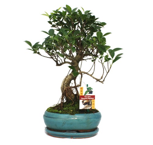 Exotenherz bonsai - exotenherz,