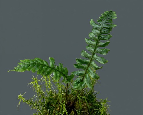 Blechnum kalbar rippenfarn - sp.,