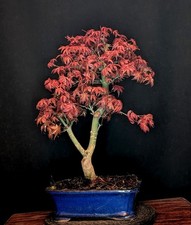 Bonsai japanischer roter - bonsai,