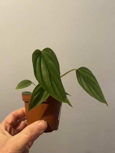 Philodendron plowmanii - philodendron,