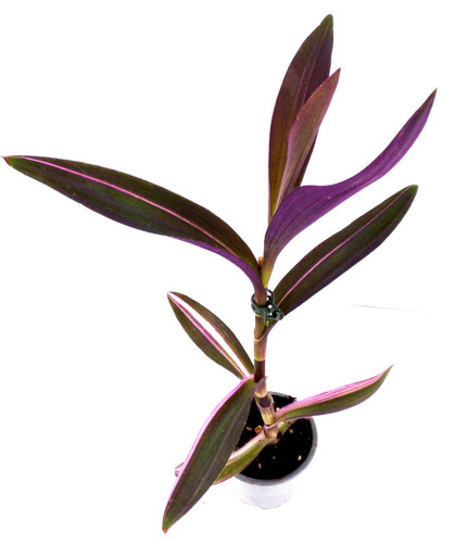 Tradescantia pallida - ~,