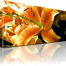 Lilie Blume Natur Bild Bilder