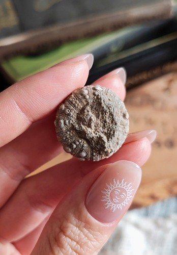 Echinoid fossil seeigel - echinoid,