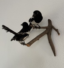 Tierpräparat Elster 2x, Jagd