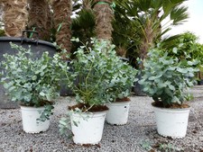 4 Stück Eucalyptus Gunni Gunnii Busch Kugel Eukalyptusbaum, Pflanze winterhart