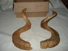 Mufflon Widder Muffel Hörner Merino Schläuche Krampus Schaf Maskenbau80-87 Cm M1