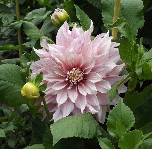 Dahlien - @, (◕‿◕)\@