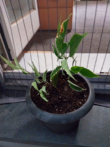 Ficus benjamin steckling - benjamin,