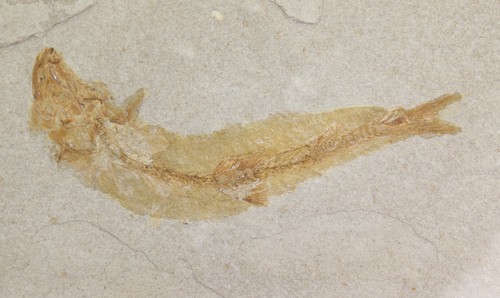 Fisch tharsis dubius jura - tharsis, dubius,