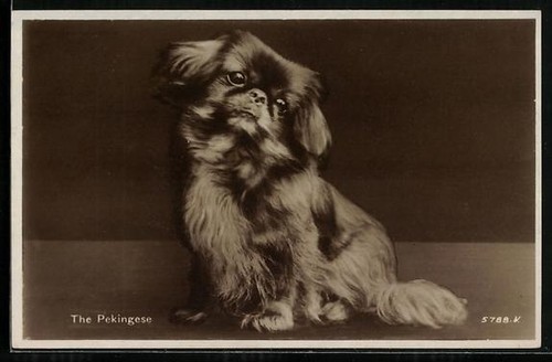 The pekinese portrait - the, pekinese,