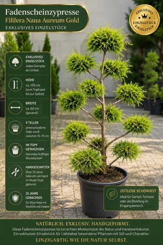 Chamaecyparis pisifera
