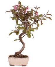 Bonsai malus domestica red - -,
