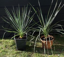Palmlilie - Yucca rostrata