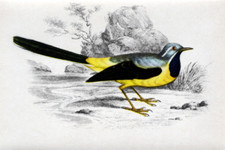 124/199 SAMMELBILD VOGEL