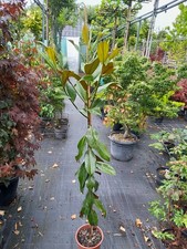 Magnolia grandiflora Ferruginea 160-180cm+, große immergrüne Magnolie bis -18°