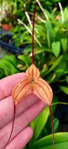 Masdevallia vamp stripes - vamp, new