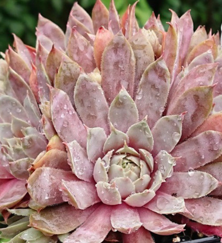 Sempervivum pacific blue ice - "pacific,