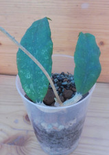 ?Hoya Finlaysonii cv Trang?Pflanze Porzellanblume 