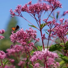Wasserdost 'Augustrubin', weinrot, Topf 11x11 cm, 3 Pflanzen