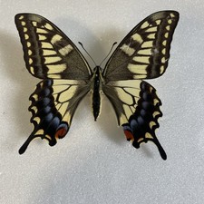 Entomologie*Papilio