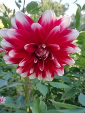 Dahlien Knollen Rot Weiß