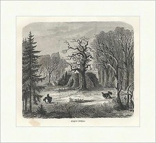 Kämpfende Birkhühner Birkhähne Bäume Jäger Versteck Holzstich Jagd Album 051