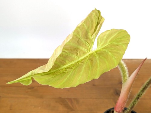 Philodendron serpens - philodendron, x