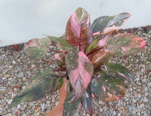 Philodendron pink princess - philodendron,