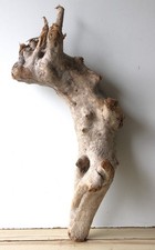 Treibholz Schwemmholz Driftwood 1  XXL   Wurzel Dekoration Terrarium 78 cm