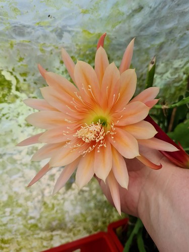 Epicactus peach melba - „,